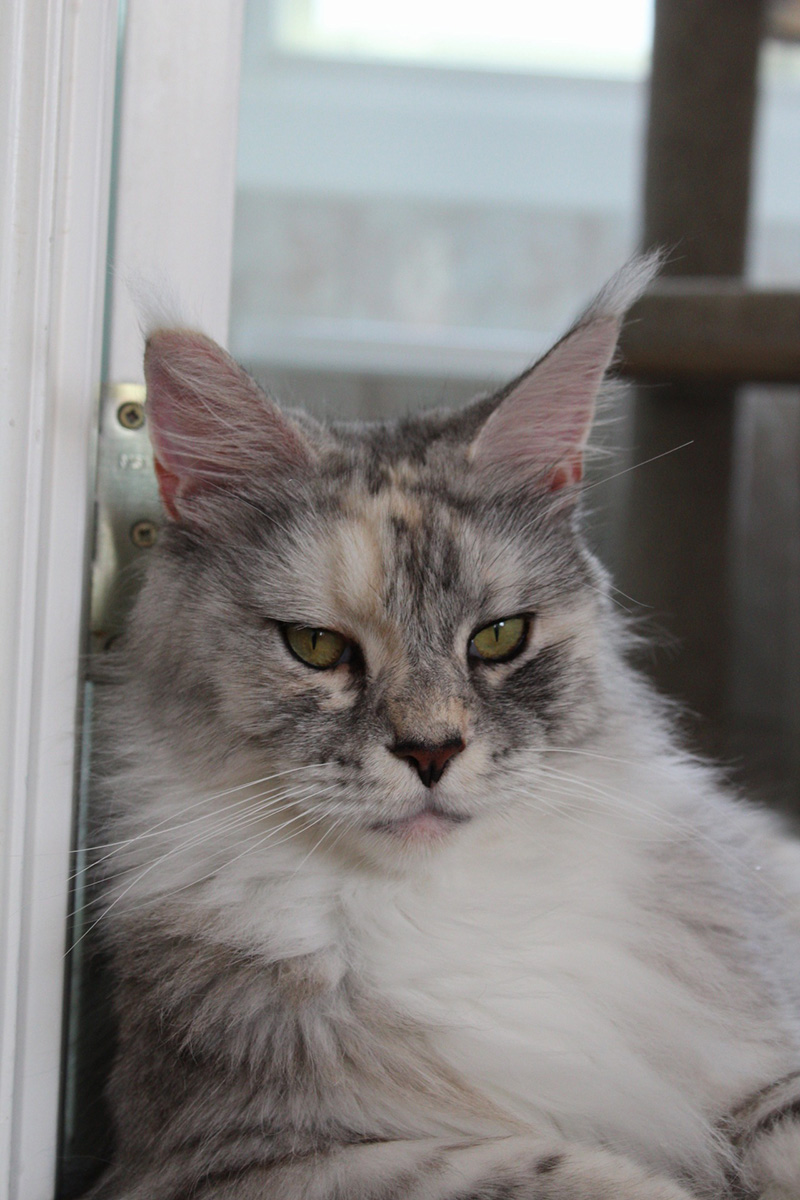 Lynxie